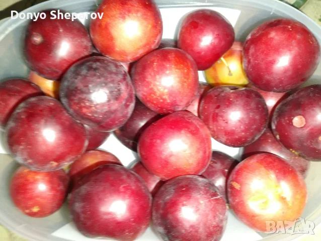 Продавам сливи за ядене или ракия