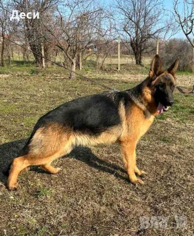 малки немски овчарки, снимка 4 - Немска овчарка - 55003372