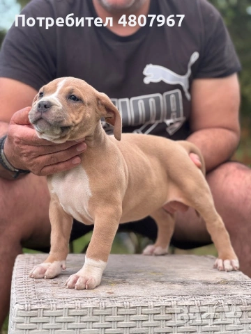 Американско були Хл, снимка 3 - Други - 54314440