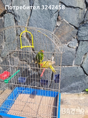 Продавам какарики, снимка 5 - Папагали - 54089738