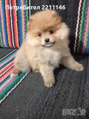 померанчета