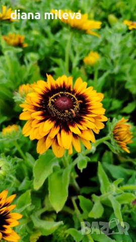 Рудбекия, Rudbeckia hirta pawnee spirit gold black eye, снимка 7 - Градински цветя и растения - 54887629
