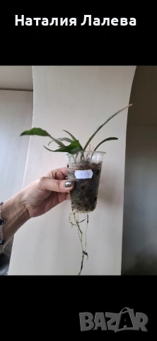 Хоя, hoya mirabilis, снимка 5 - Стайни растения - 53972846