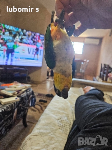 продавам папагал кайка с голяма клетка.