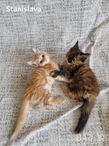 котенца Мейн Куун