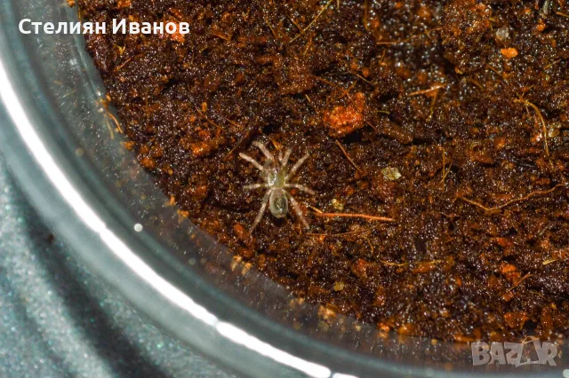 Бразилска розовокрака тарантула джудже (Dwarf Pink Leg; Kochiana brunnipes), снимка 2 - Други - 55444868