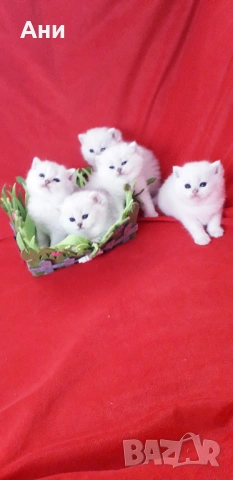 КОТЕНЦА МЕЧТА., снимка 4 - Чинчили - 54135674