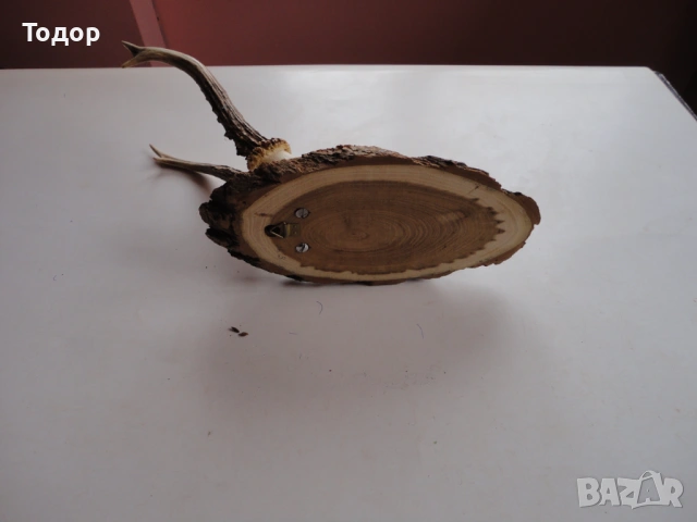 Ловен трофей рога 17, снимка 6 - Ножове - 54087414