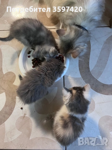 Котенца персийки , снимка 3 - Персийска - 54714897