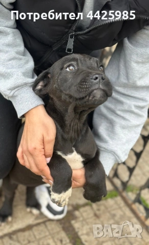 Кученца Кане Корсо, снимка 6 - Кане корсо - 54024886