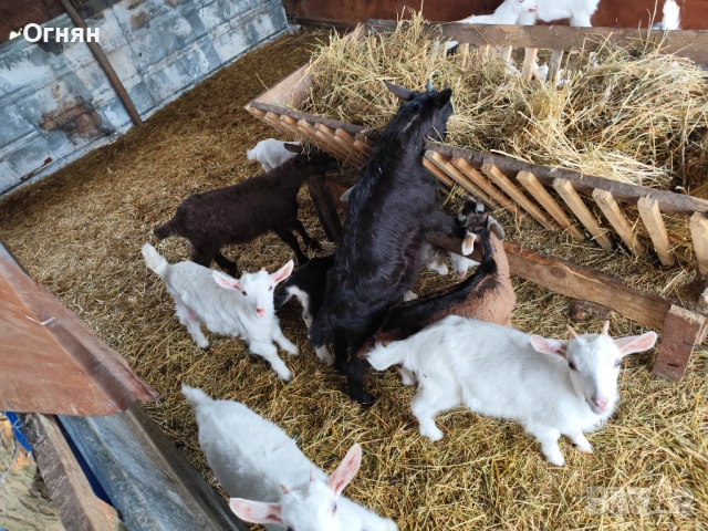 Свободни ярета, снимка 3 - Кози - 54274760