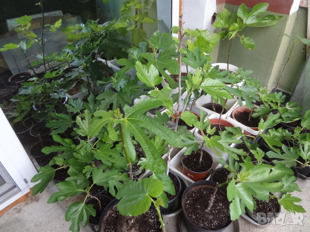 Смокини- 2 сорта в контейнери- Блек Мишън и Брънсуик