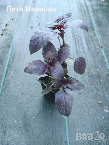 Босилек ocimum basilicum, снимка 3 - Градински цветя и растения - 55630541