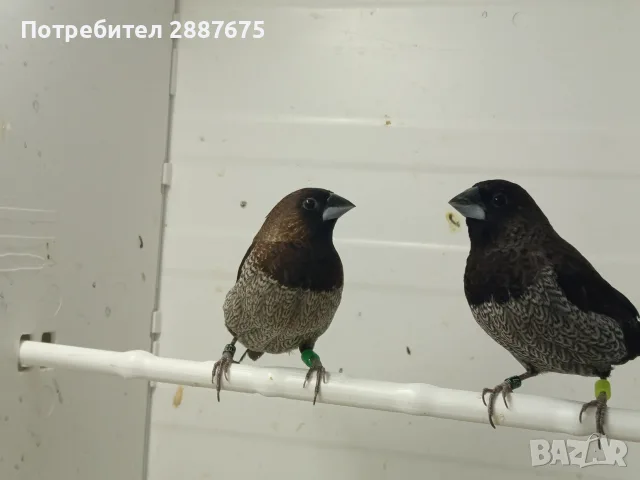 Люспогърди амадини, снимка 2 - Амадини - 55601353