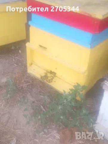 Пчелни семейства