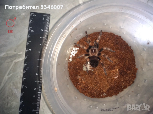 Tarantula - Продавам Тарантyли от снимите - получавате това което виждате, снимка 6 - Други - 44106536