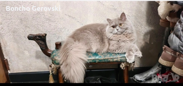 Британско лилаво коте, снимка 6 - Британска късокосместа - 55076401