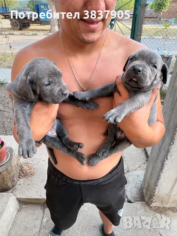 Продавам кучета Кане корсо, снимка 2 - Кане корсо - 55295732