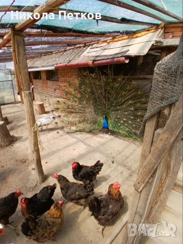 Продавам индийски пауни