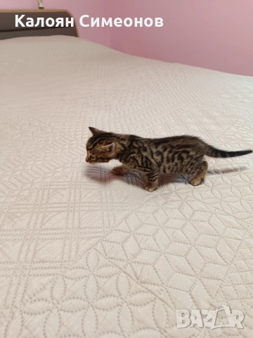 Бенгалски котета, снимка 6 - Бенгалски - 54357737