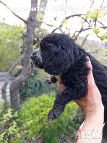 Американски Кокер шпаньол , снимка 12 - Кокер шпаньол - 54175558