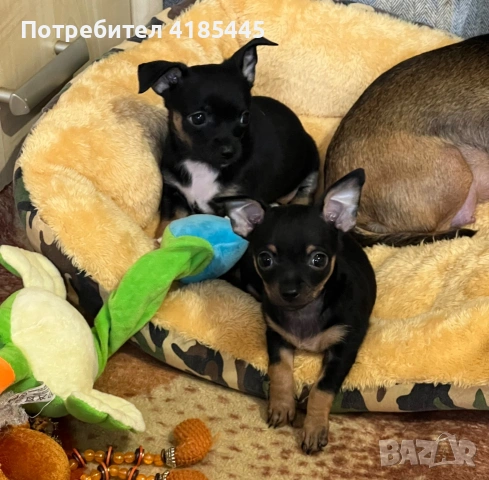 Пинчер, снимка 5 - Пинчер - 54979276