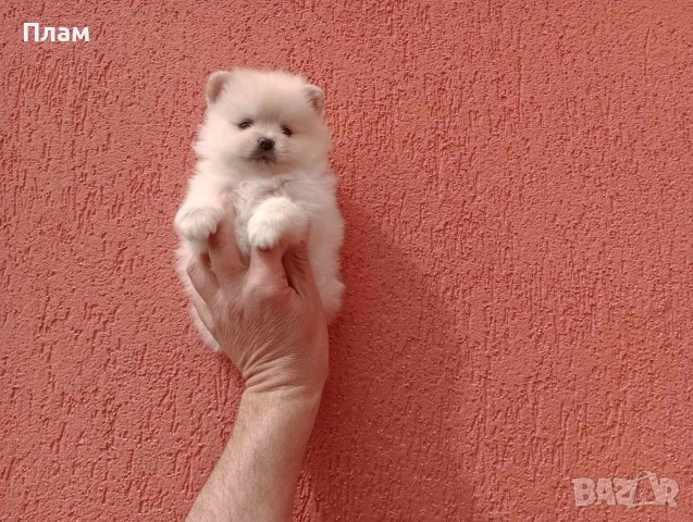 Померани.Реални снимки ! Различни възрасти!, снимка 10 - Померан - 54031937