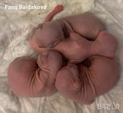 Бебета сфинкс 3 момичета и 1 момче, снимка 3 - Сфинксове - 54822826
