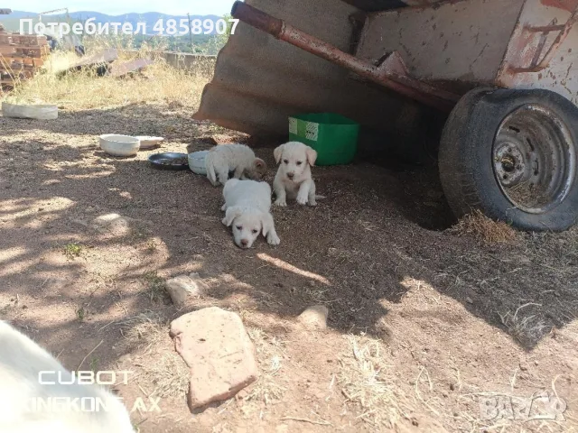 подаряваме кученца 