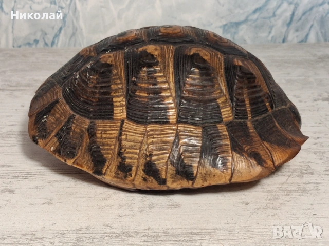Стара Коруба от Костенурка , снимка 5 - Антикварни и старинни предмети - 54752857