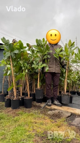 Магнолия Грандифлора(Grandiflora) - вечнозелена, снимка 7 - Градински цветя и растения - 54015708