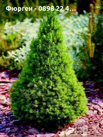 Мини Смърч Коника (Picea glauca 'Conica'), снимка 7 - Разсади - 55226383