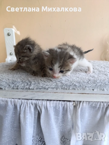 Подарявам две малки котенца , снимка 7 - Други - 54750808