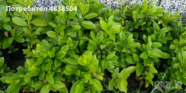 Разсад Лавровишна, снимка 7 - Разсади - 54676351