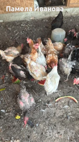 Кокошки на 1г. за колене и яйца 