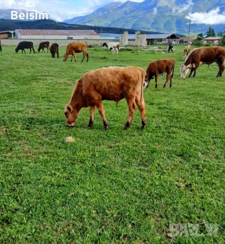 Продавам телета за угояване