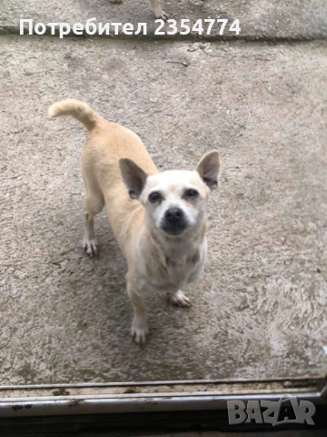 чихуахуа женско, снимка 2 - Чихуахуа - 54115089