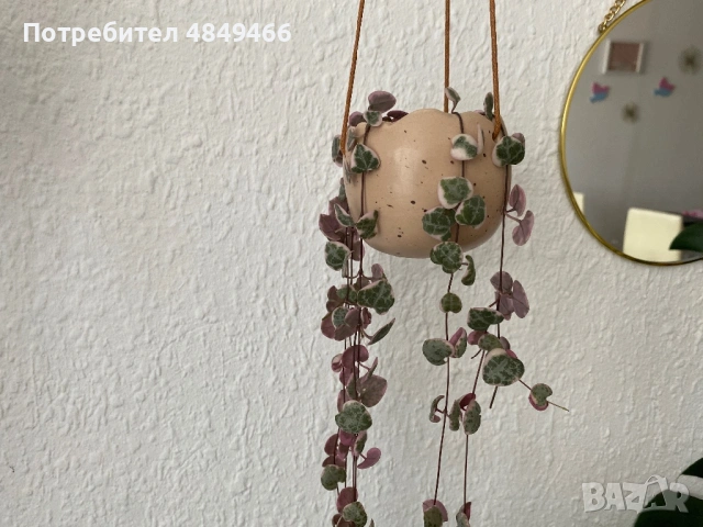 Церопегия Вуди / „низ от сърца“
