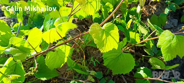 цвят Бъз, лозови листа , череши, бял равнец, снимка 7 - Домашни продукти - 54757299