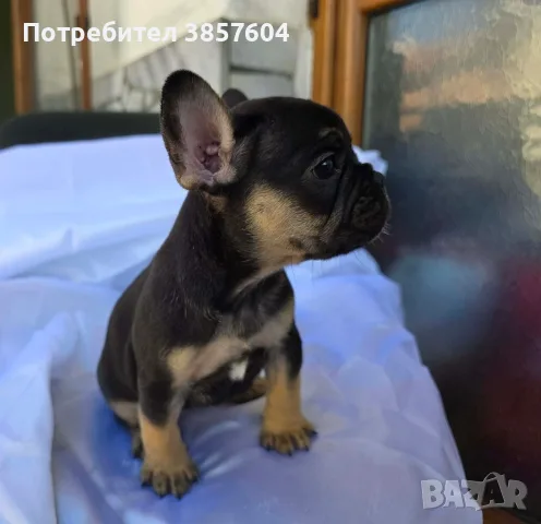 Френски булдог Блек & Тан, снимка 3 - Френски булдог - 55335524