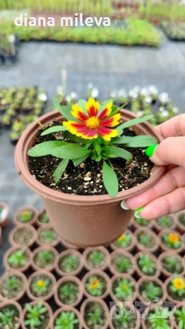 ореопсис Злато и Бронз, Coreopsis grandiflora UpTick™ Gold & Bronze, студоустойчив и многогодишен, снимка 12 - Градински цветя и растения - 54071950