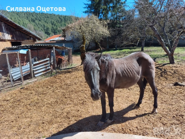 Малко конче, снимка 2 - Коне - 54137077