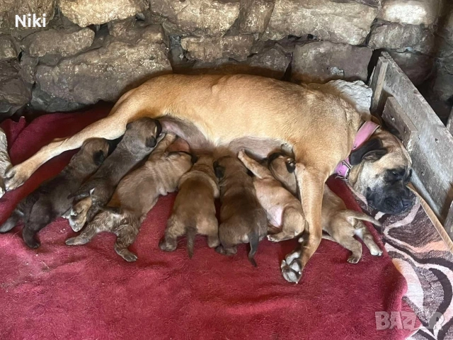 продавам малки кученца Кане Корсо пясъчни и кафеви., снимка 5 - Кане корсо - 54585064