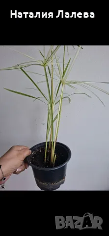 Водна палма, циперус, Cyperus alternifolius variegata, снимка 4 - Стайни растения - 55320628