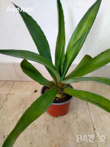 АГАВЕ два вида , снимка 4 - Стайни растения - 54287386