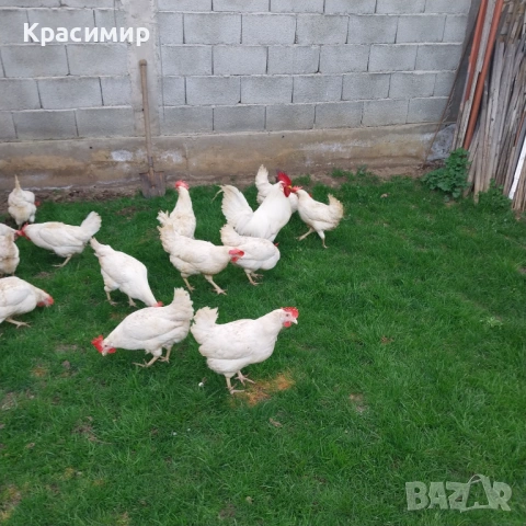 Разплодни яйца от бял Легхорн