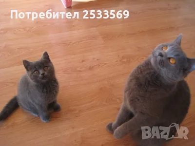 Малки британчета британска късокосместа котка, снимка 2 - Британска късокосместа - 55418069