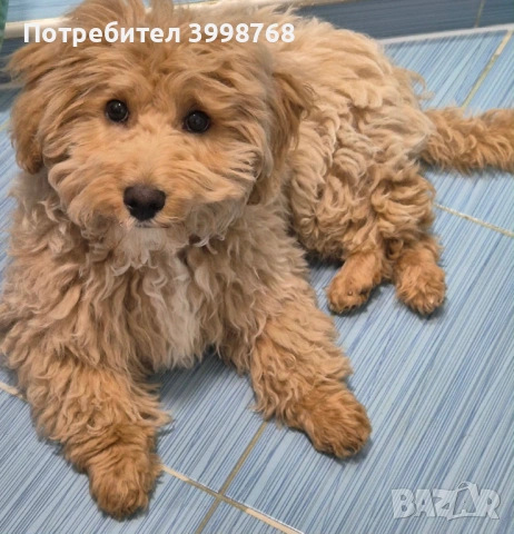 Малтипу, снимка 3 - Пудели - 54612436