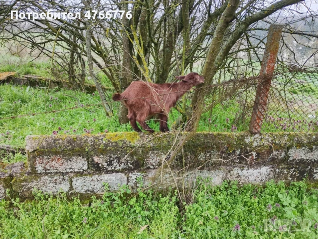 продавам 6 броя ярета на два месеца, снимка 3 - Кози - 54293716