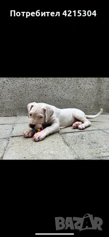 Кученце Дого Аржентино/Dogo Argentino . Женски пол / Female, снимка 4 - Дого аржентино - 55162572